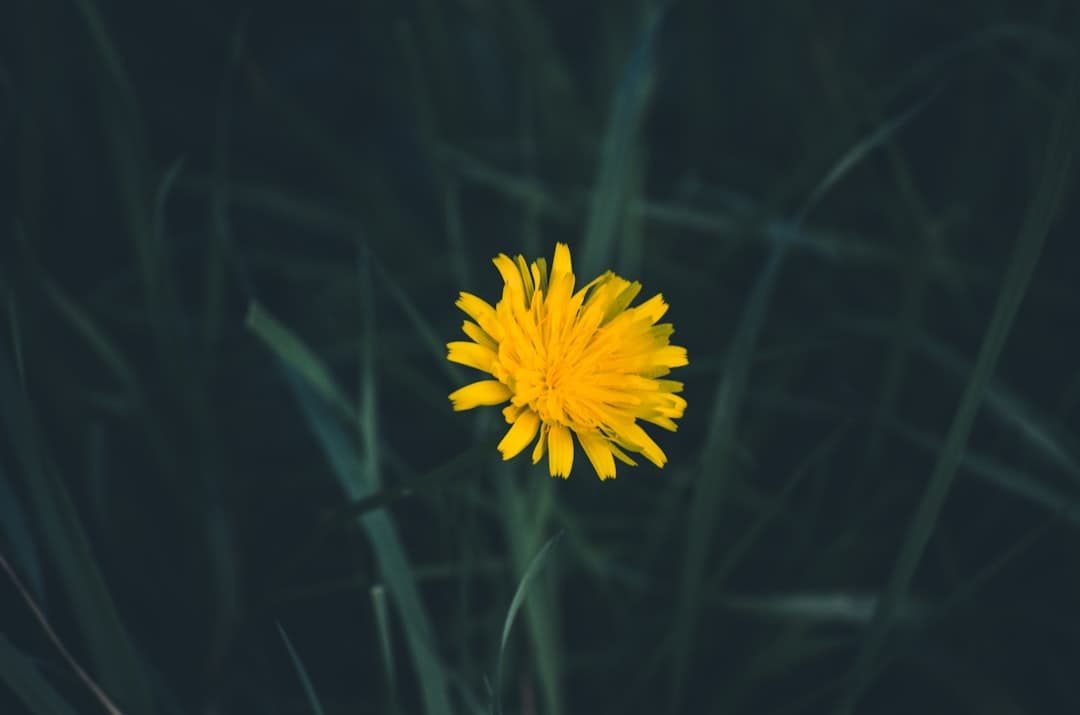 Yellow flower in dark grass